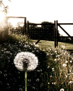 Feld voller Pusteblumen (Löwenzahn) im Gegenlicht mit Gatter Feld voller Pusteblumen (Löwenzahn) im Gegenlicht mit Gatter